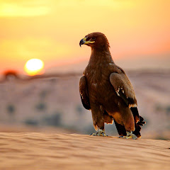 Dubai Desert Safari Tours