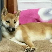 柴犬らら