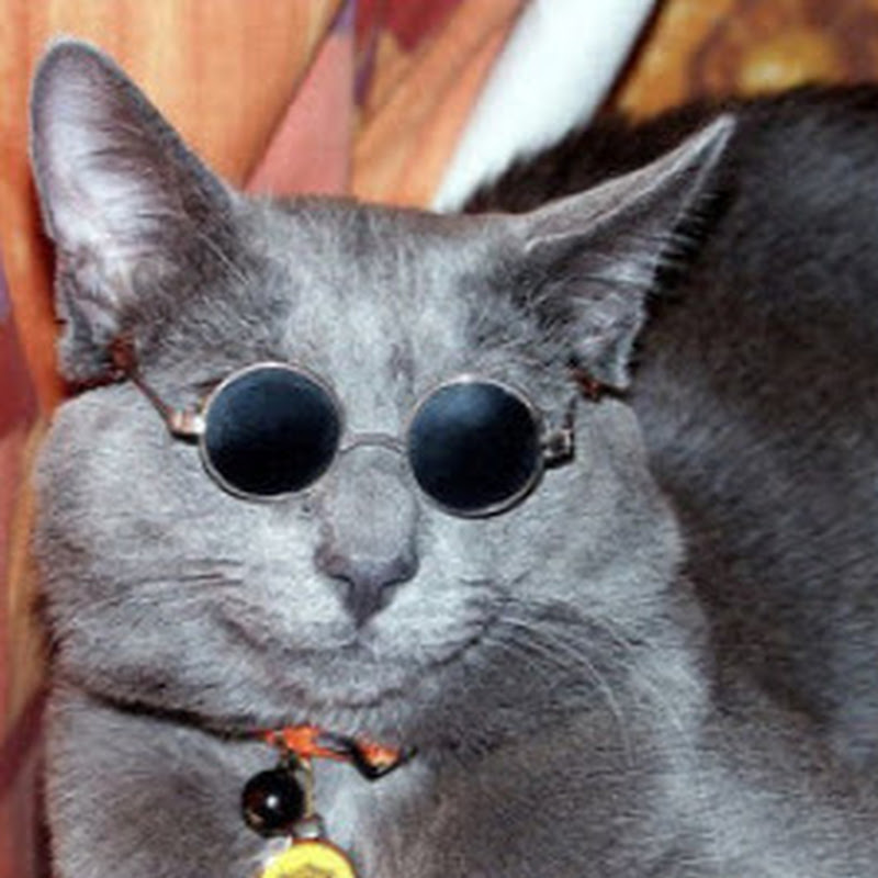 coolcat001100