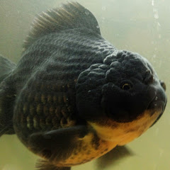 金魚オランダ獅子頭アイコン画像