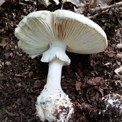 The New Jersey Mycological Association