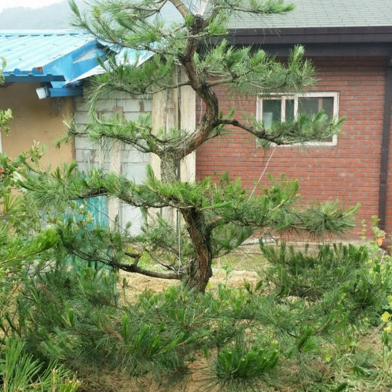 정암 소나무 농원 Logo