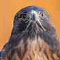 Orange County Bird of Prey Center logo