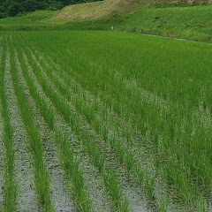 田中英春