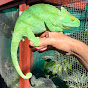 Primo Chameleons logo