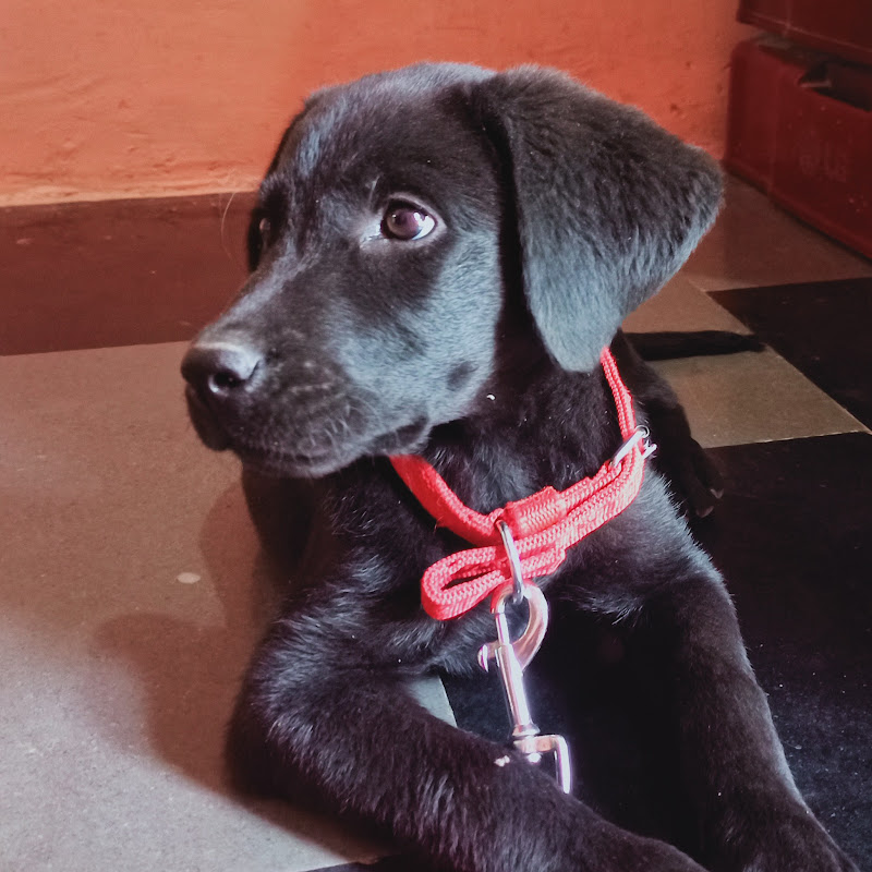 Shiney the Labrador