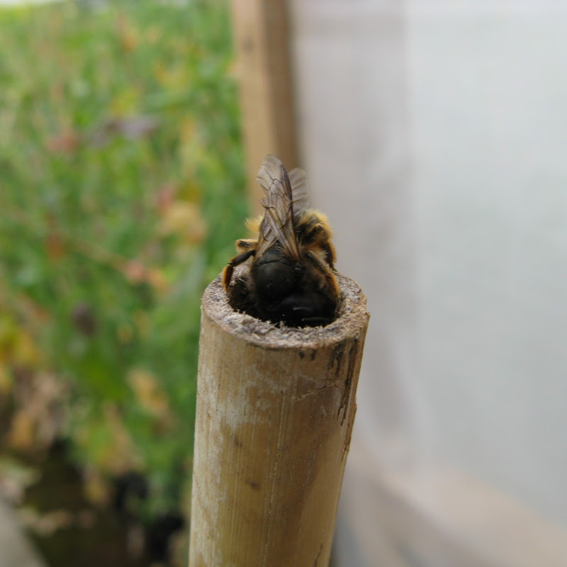 MasonBees UK icon