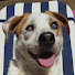 QiPNSxzj-mI-channel-avatar-My Happy Pets