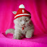 zEZwG9JHAR8-channel-avatar-Ирина Cat
