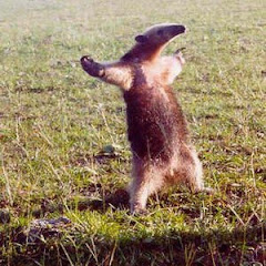 ニンマリシティアイコン画像