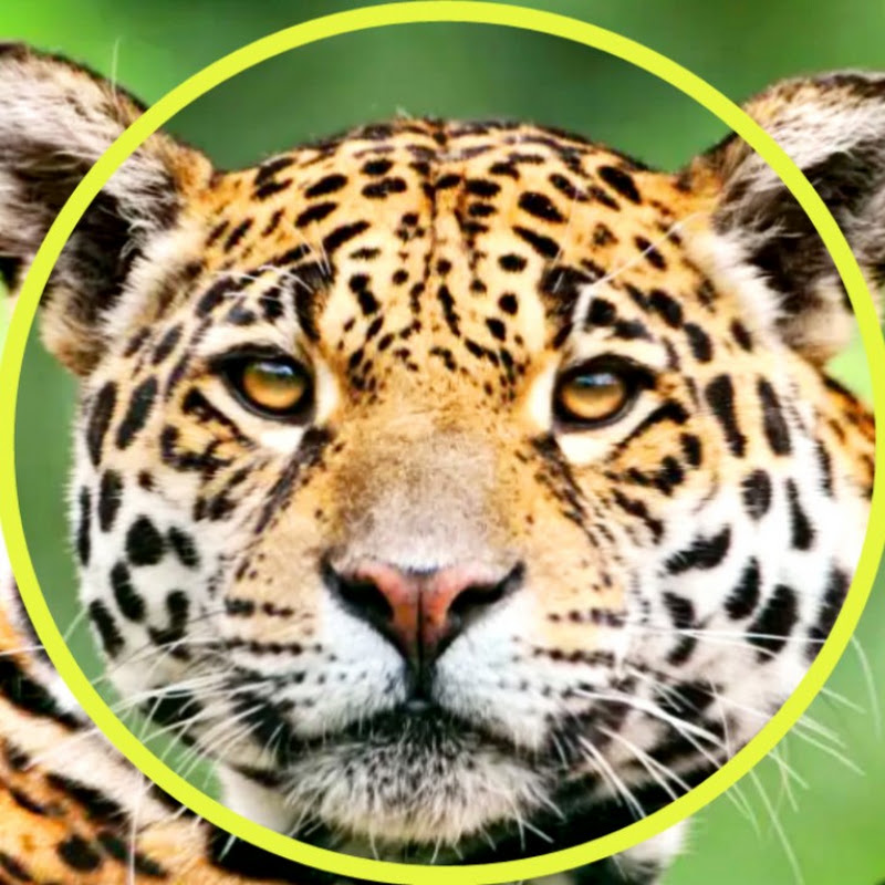 ZONA ANIMAL SELVAGEM avatar