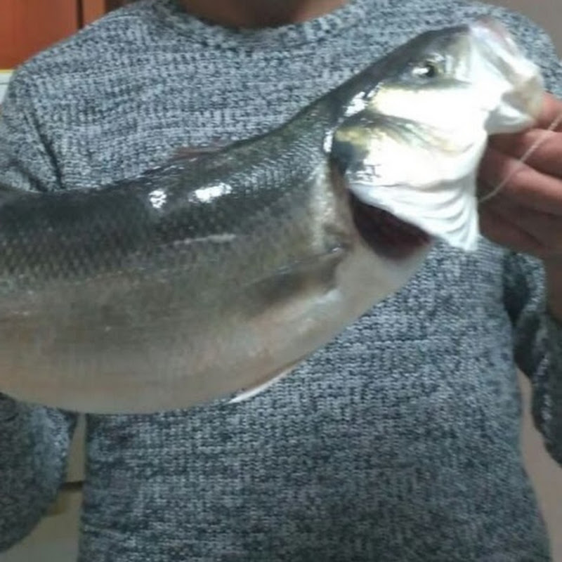 Pescador de sorte Logo