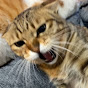 いのちゃんねる