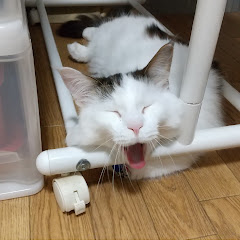 でか猫とちび猫チャンネルアイコン画像