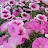 @새희망-s4k