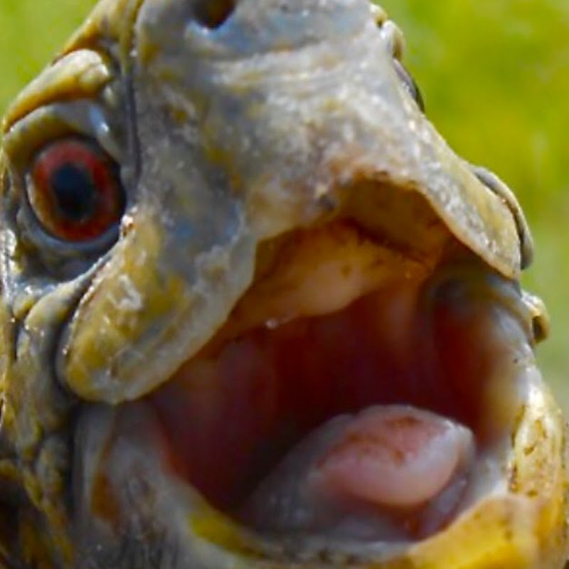 Turtle Man!