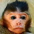 pYpkE8qQn_4-channel-avatar-SK Monkey