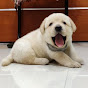 Miniature