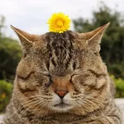 にゃんごろ