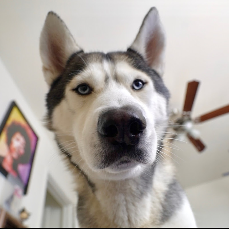 Gohan The Husky 2 icon