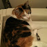 kJZs0CHS214-channel-avatar-ねこくん!