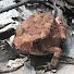 j8CqJqeN_vo-channel-avatar-Paxtiano Dirt Frog