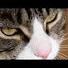 Y862wIGgYok-channel-avatar-catbox5ive