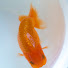 99W5RiuUMPM-channel-avatar-Tanega Ranchu