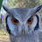 @wolliwood Avatar