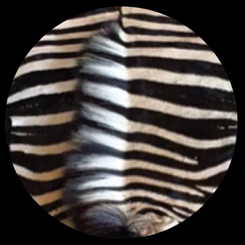Zebra Skin Rugs