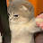 @또밍고