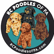 KC Poodles of PA
