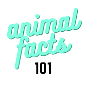 Animal Facts 101