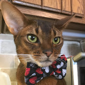 The Adventures of Dino Cat - Abyssinian