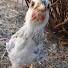 8l5zIUbSm2k-channel-avatar-The Miniature Smallholding