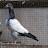 Bhatti pigeon Sports