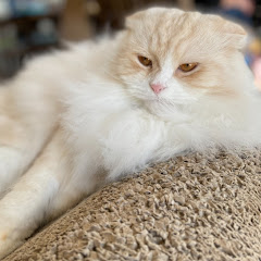 もふもふ猫ちゃんねるアイコン画像