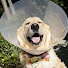 ybxqdIuS3wk-channel-avatar-Lampshade Doggo