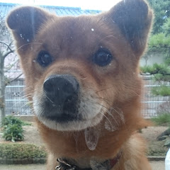 ねおこん