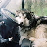 Автор