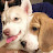 Mr Cute Beagle & Husky