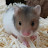 knj햄스터 knjhamster