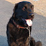 WVoxrBTP8nc-channel-avatar-DOGS AND THEIR PROBLEMS