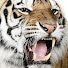 xo2kjZW5pps-channel-avatar-Myrtle Beach Safari