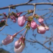 ぐーたらおばさんの日常