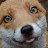 Prefoxfox