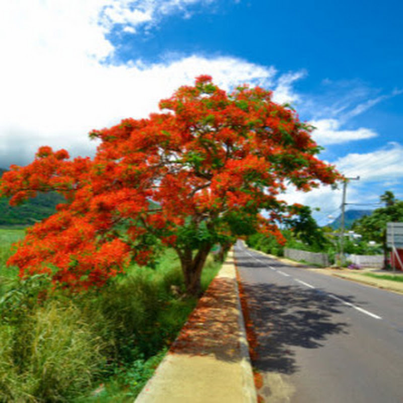 Mauritius360