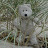 @bobhodgkins's avatar