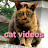 Nobushiro Cat Video