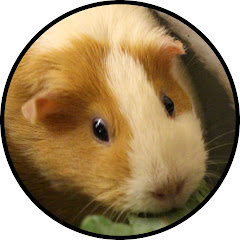 It's Pigs! avatar